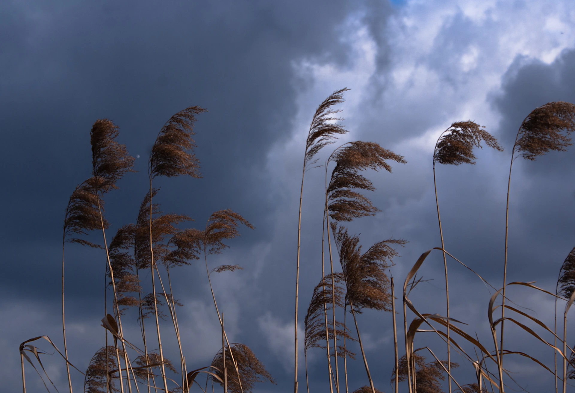 a bunch of tall grass blowing in the wind