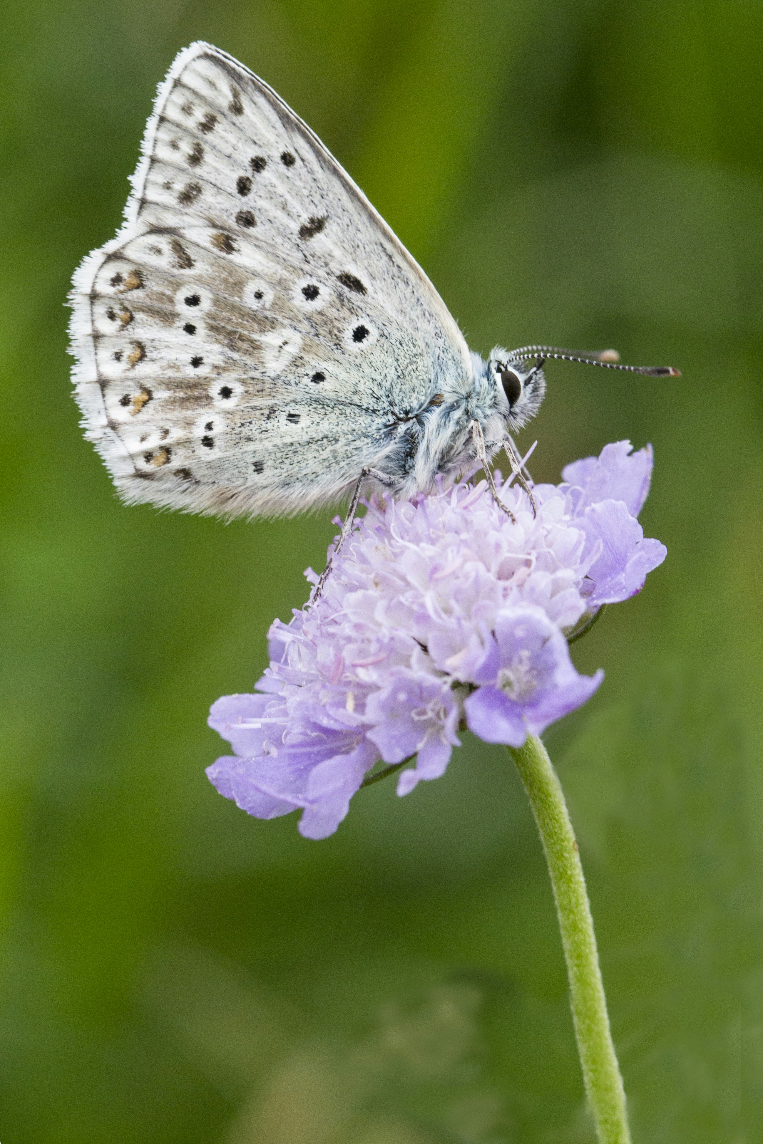 Photo by bobfrewin