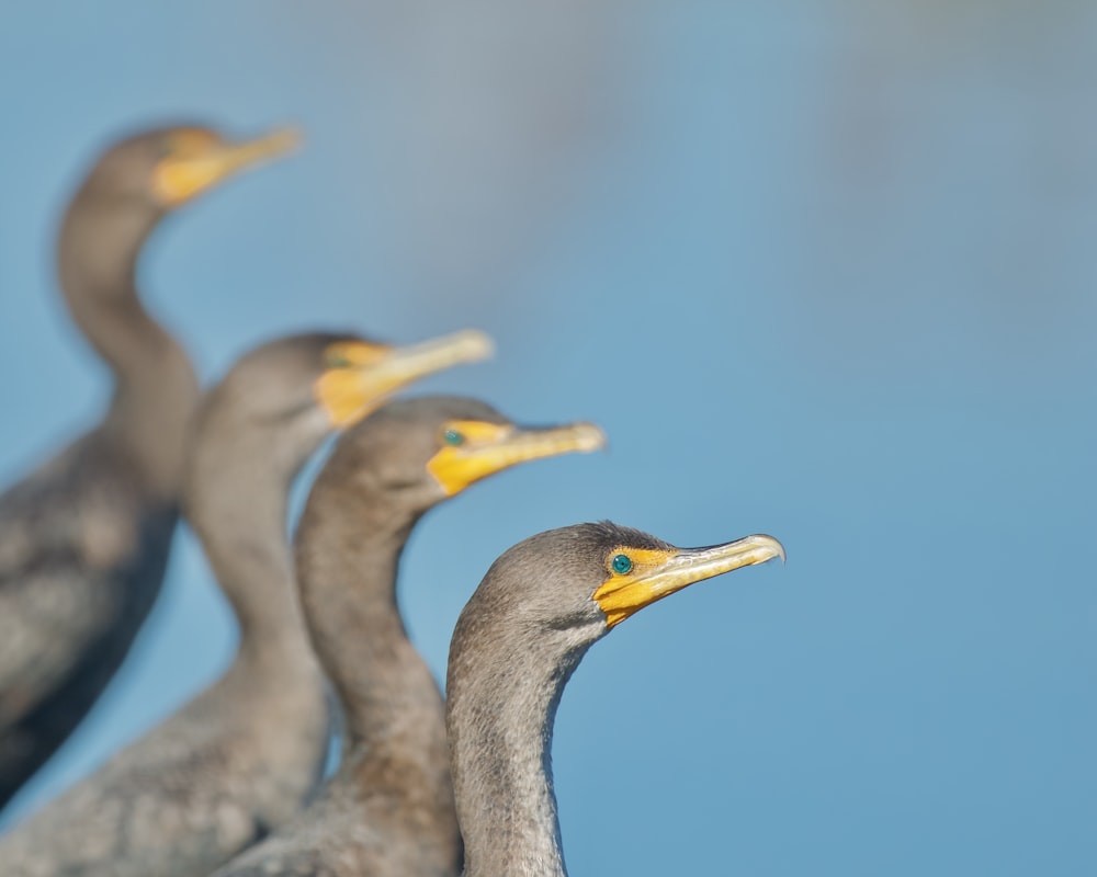 a group of birds standing next to each other