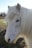 A close-up of a white pony with long, flowing mane and gentle dark eyes. The background features a grassy field and a clear blue sky.