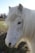 A close-up of a white pony with long, flowing mane and gentle dark eyes. The background features a grassy field and a clear blue sky.