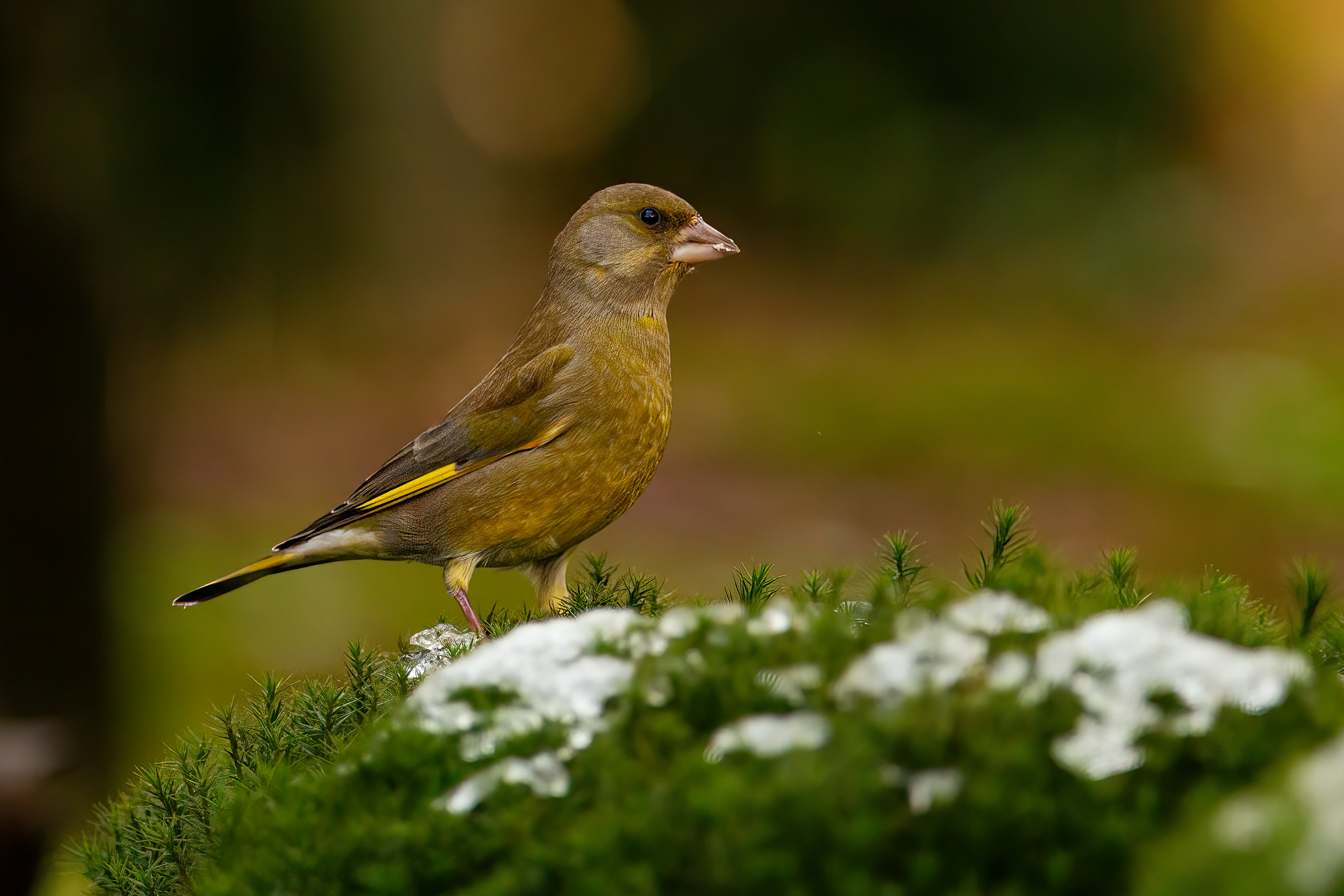 Photo by kennygoossen