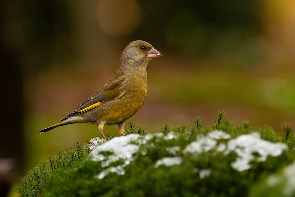 a small bird is standing on a mossy surface