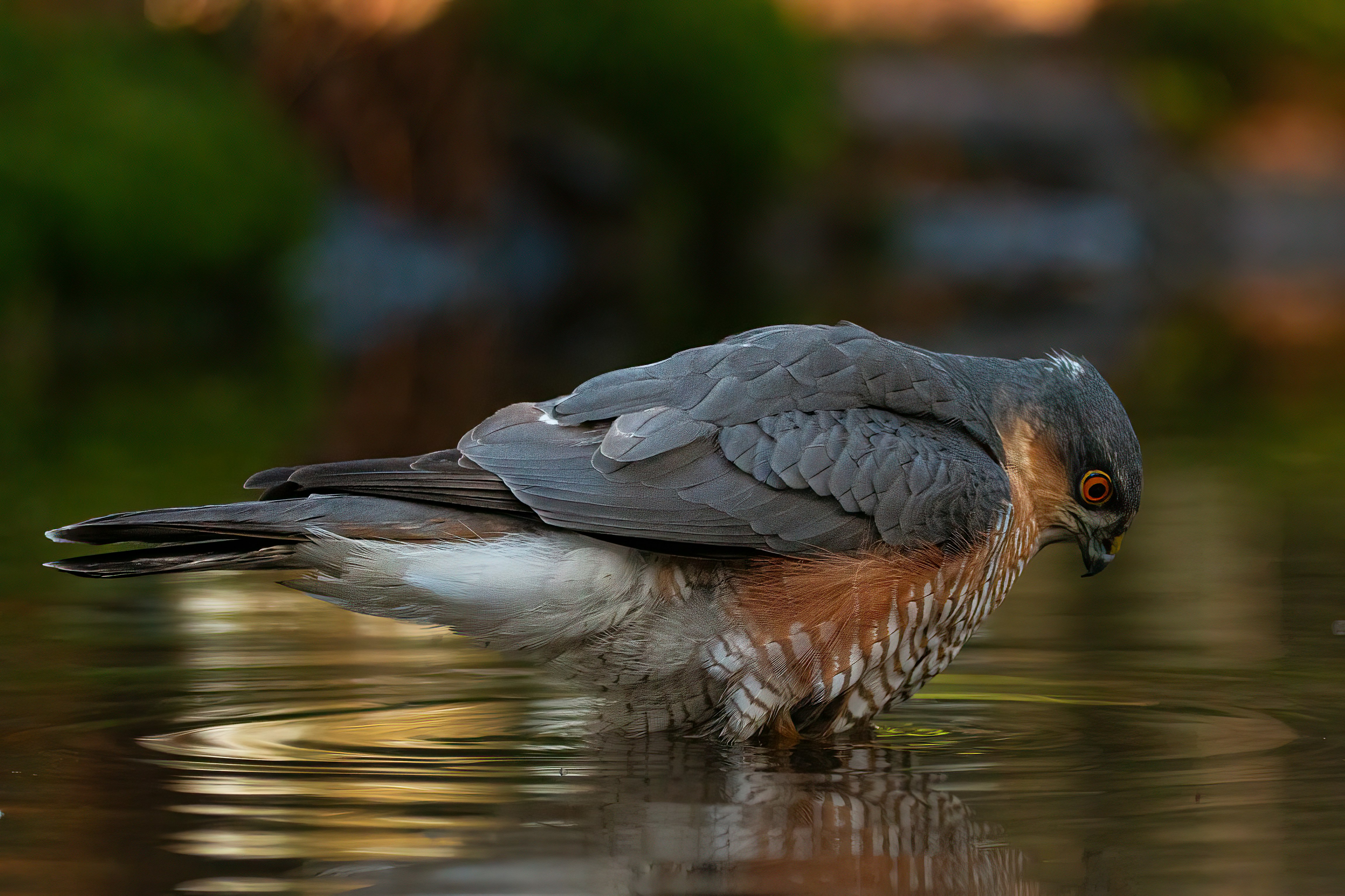 Photo by kennygoossen