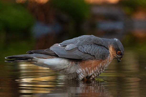 A bird with gray and orange plumage stands by the water's edge, its reflection slightly rippling the surface. Its sharp eyes focus intently downward, conveying a sense of calm concentration. The bird's detailed feathers are captured beautifully, and the background is softly blurred with warm tones.