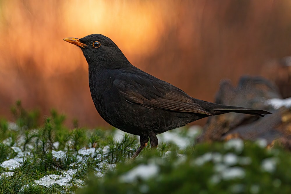 a black bird standing on a patch of snow