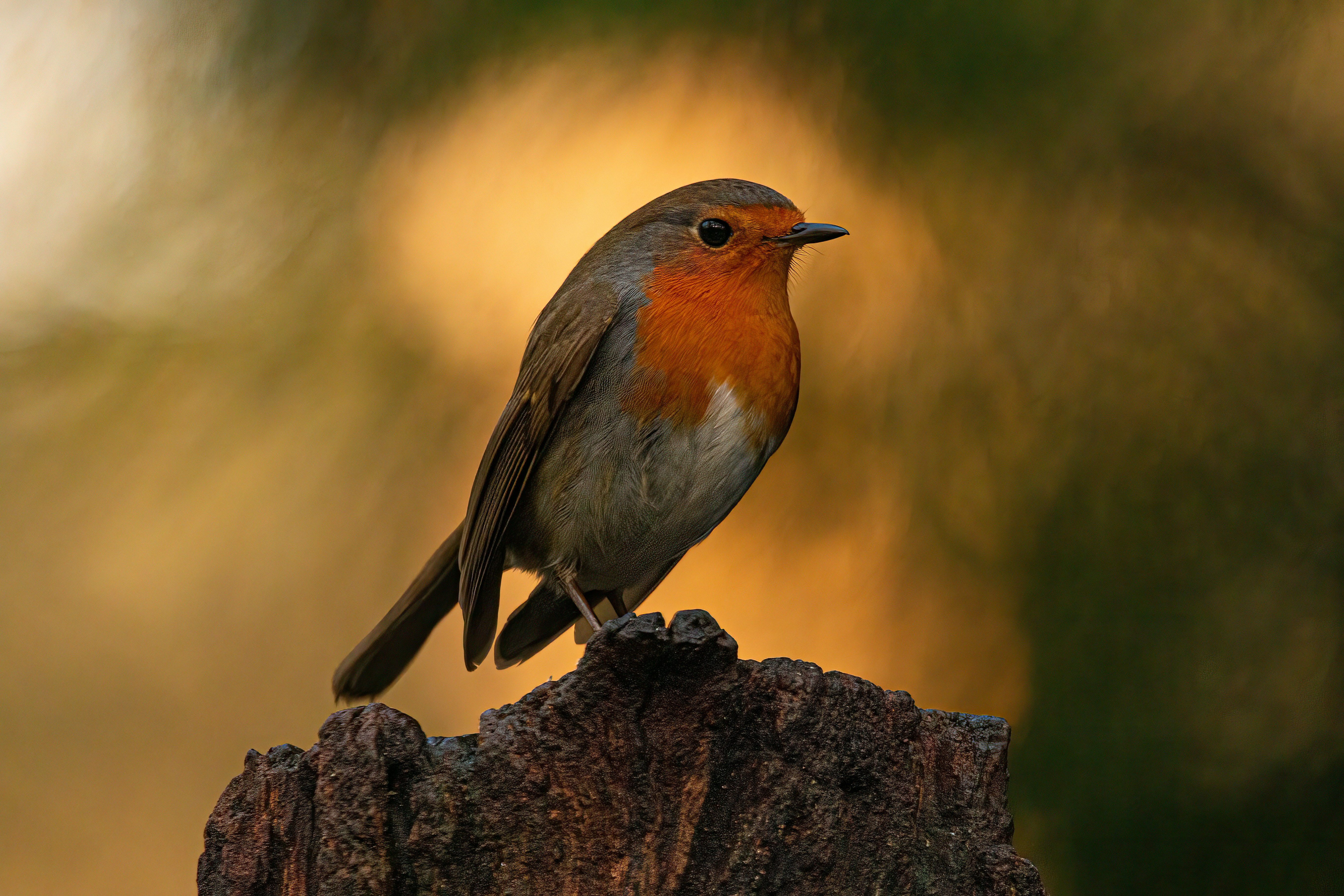 Photo by kennygoossen