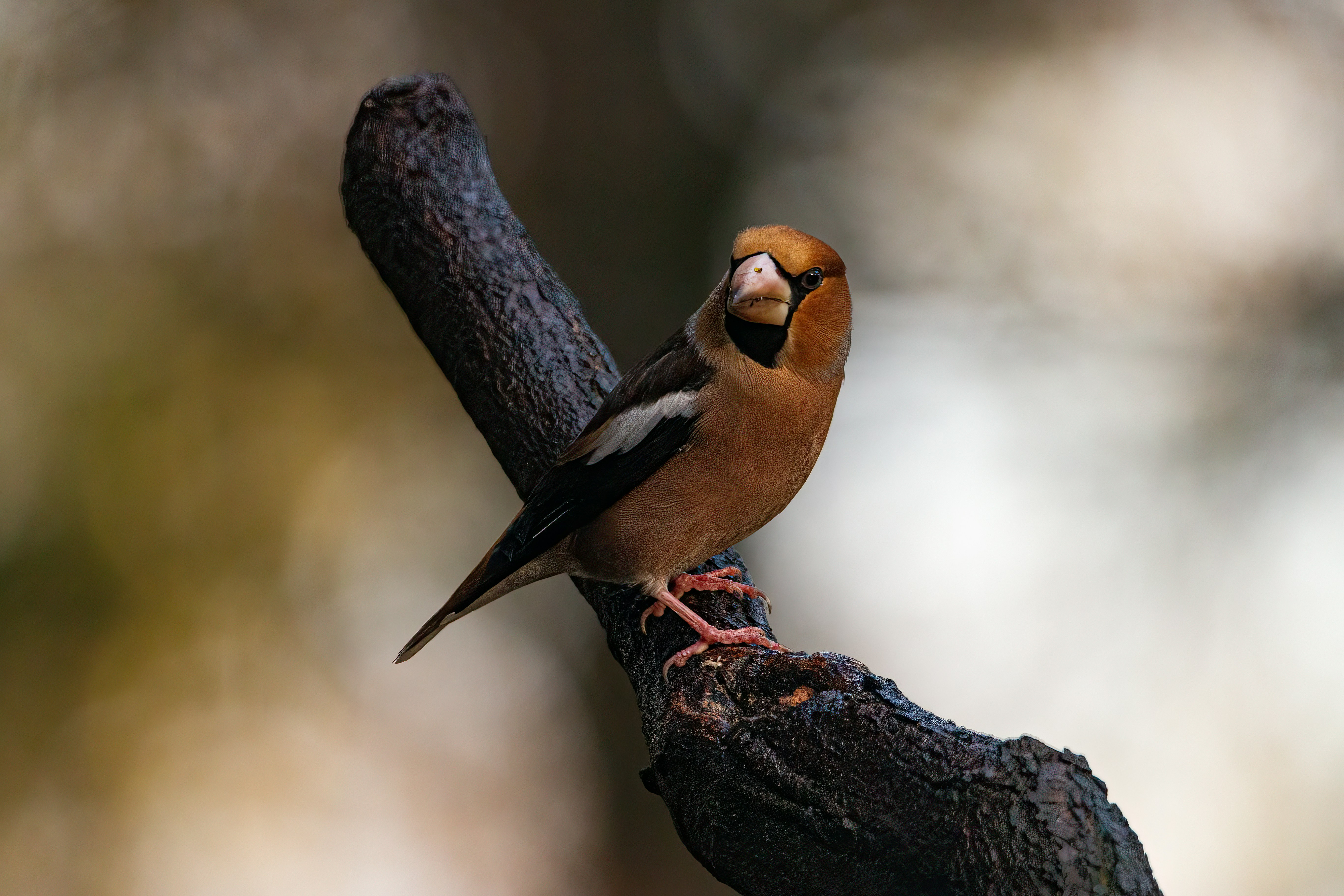 Photo by kennygoossen