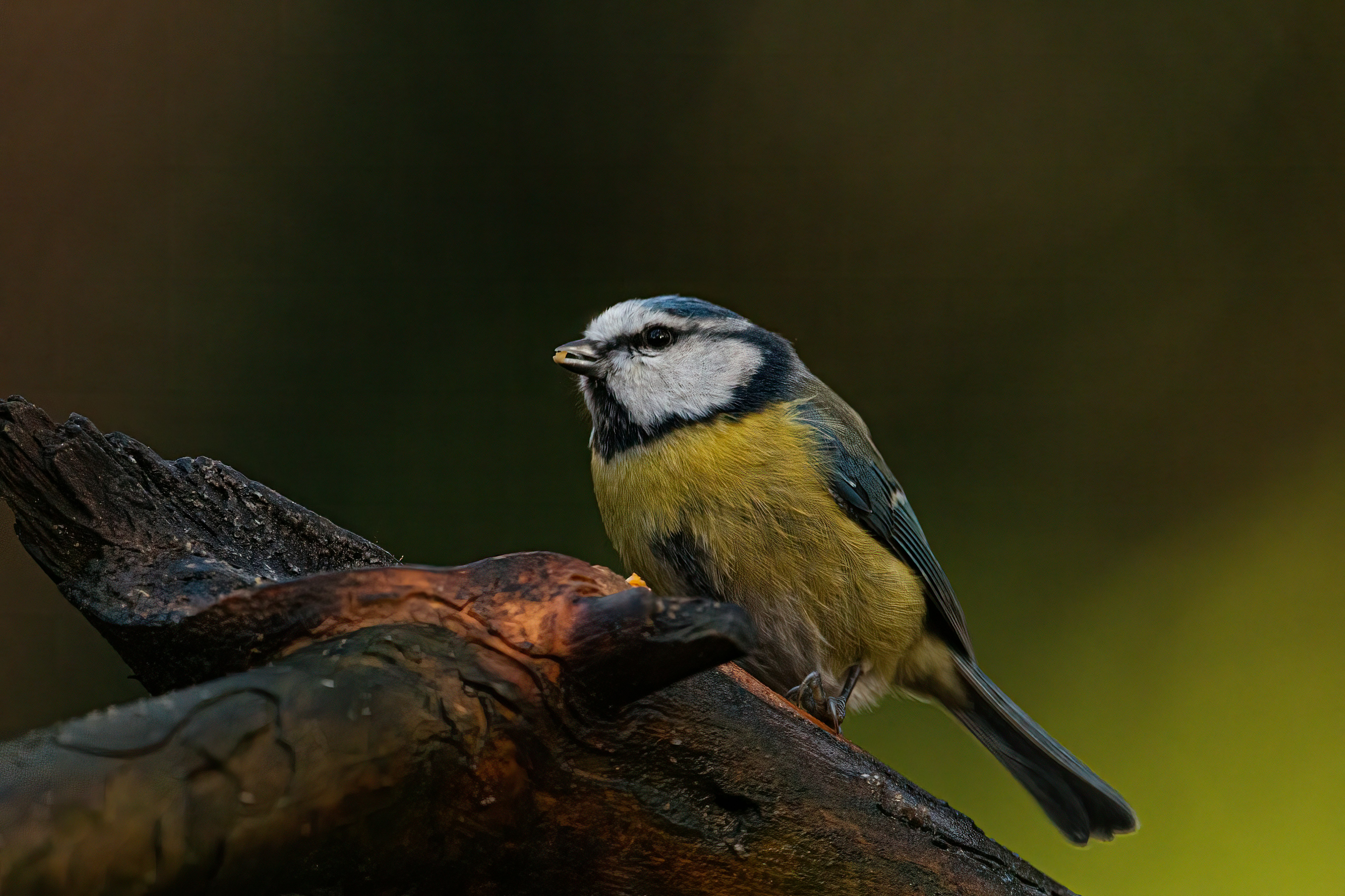 Photo by kennygoossen