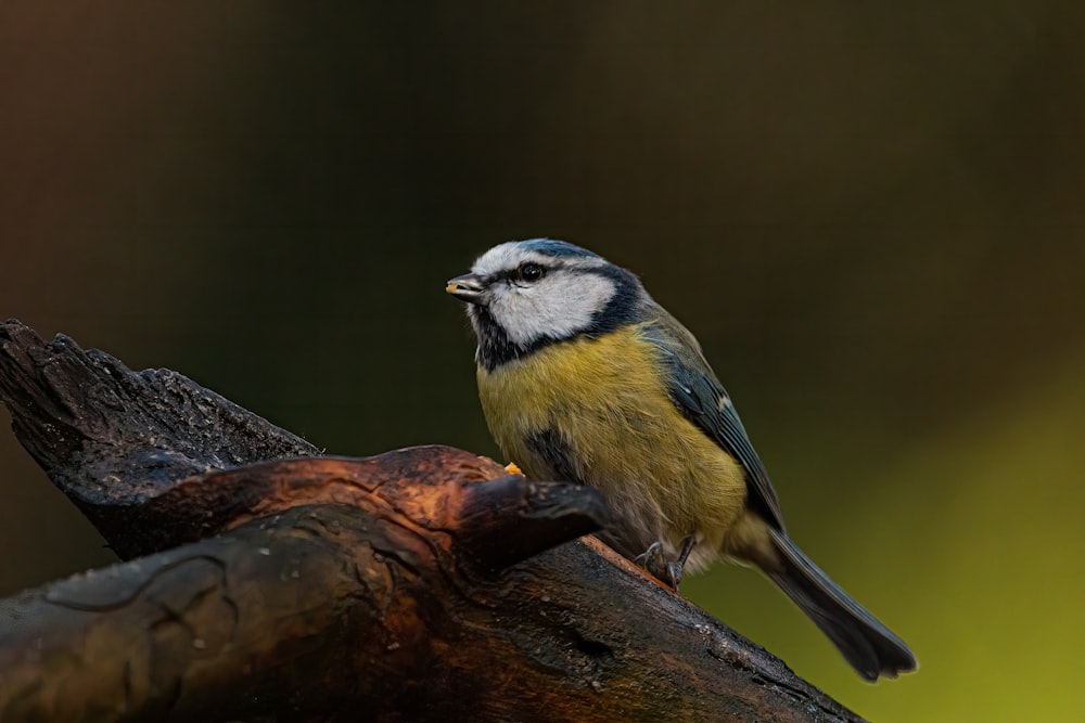 a small bird perched on a tree branch