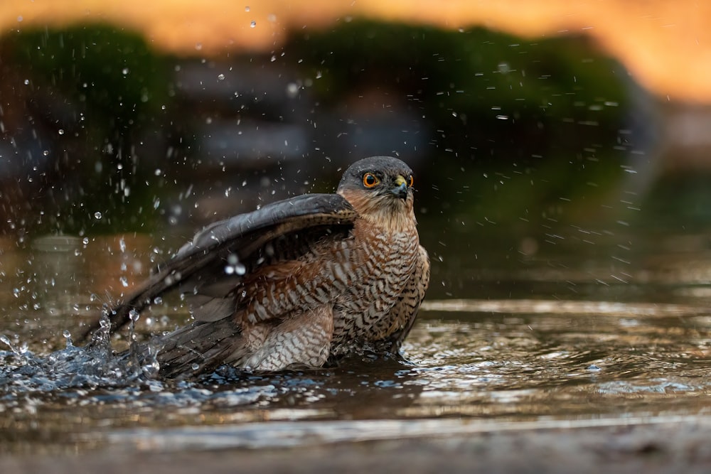 a bird that is standing in some water