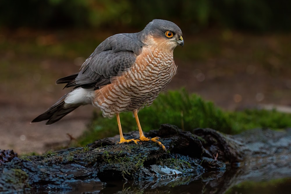 a bird is standing on a rock near a body of water