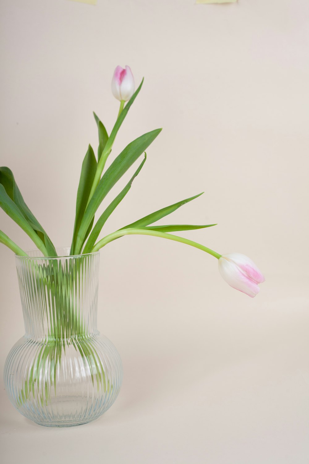 Un jarrón de vidrio lleno de tulipanes rosados y blancos