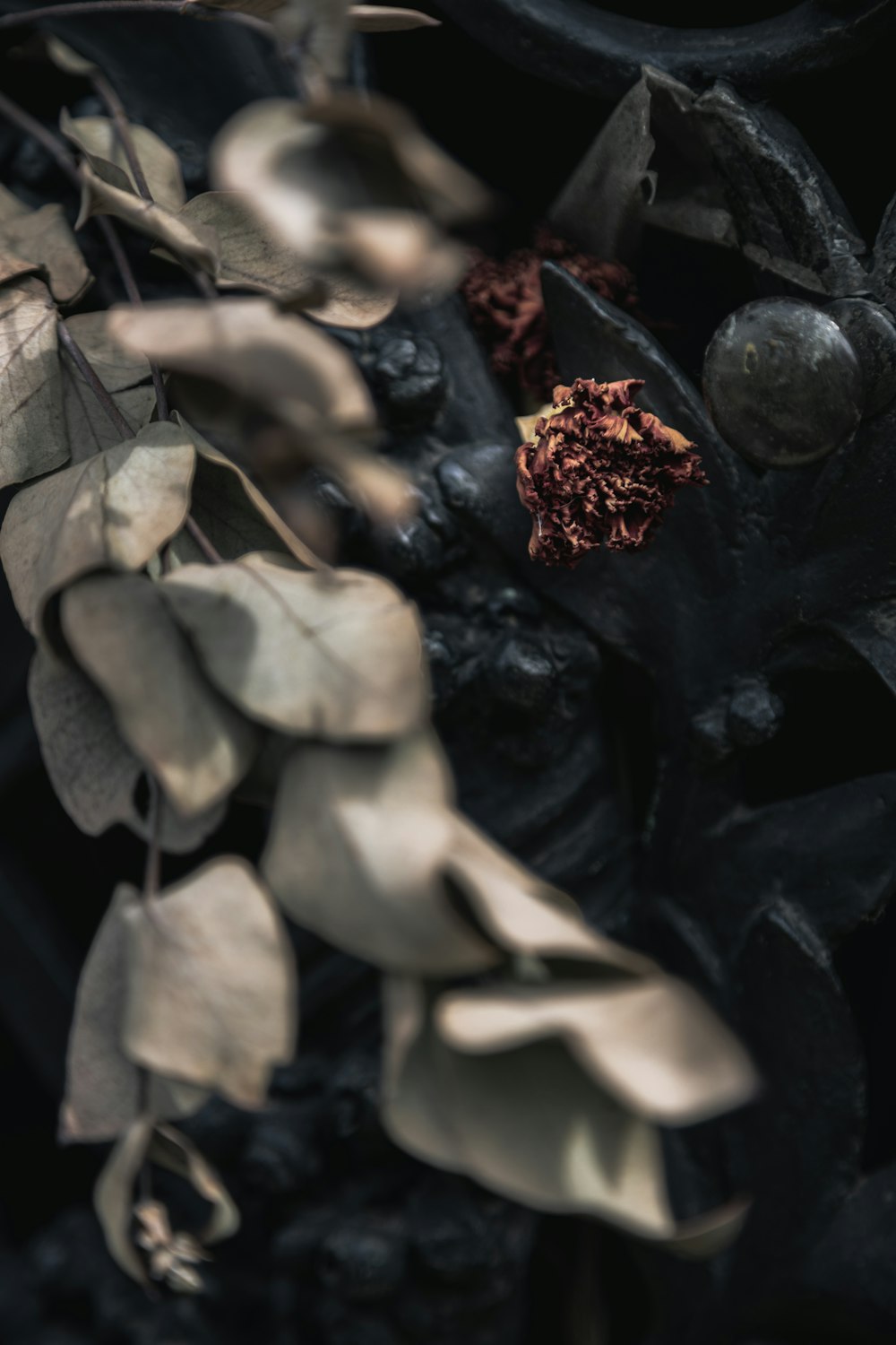 a close up of a plant with leaves