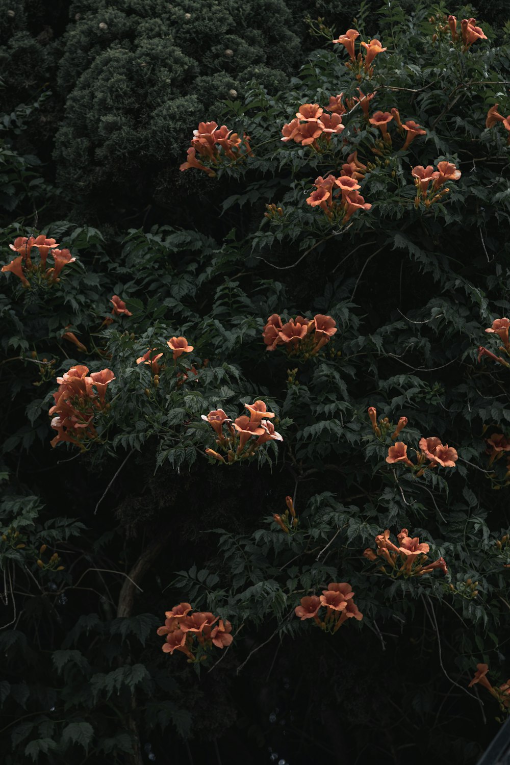 a tree with orange flowers in the foreground