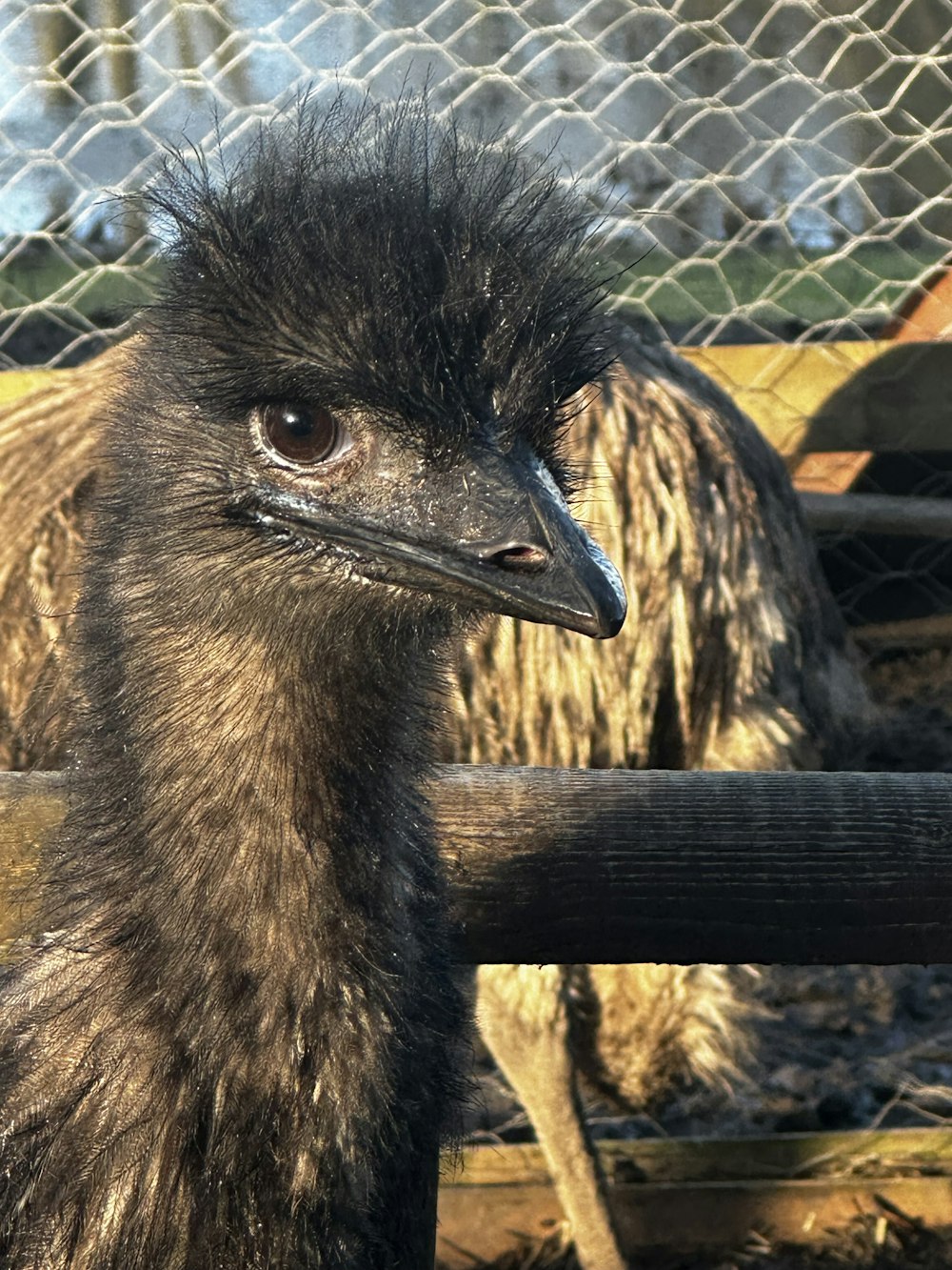 a close up of an ostrich near a fence