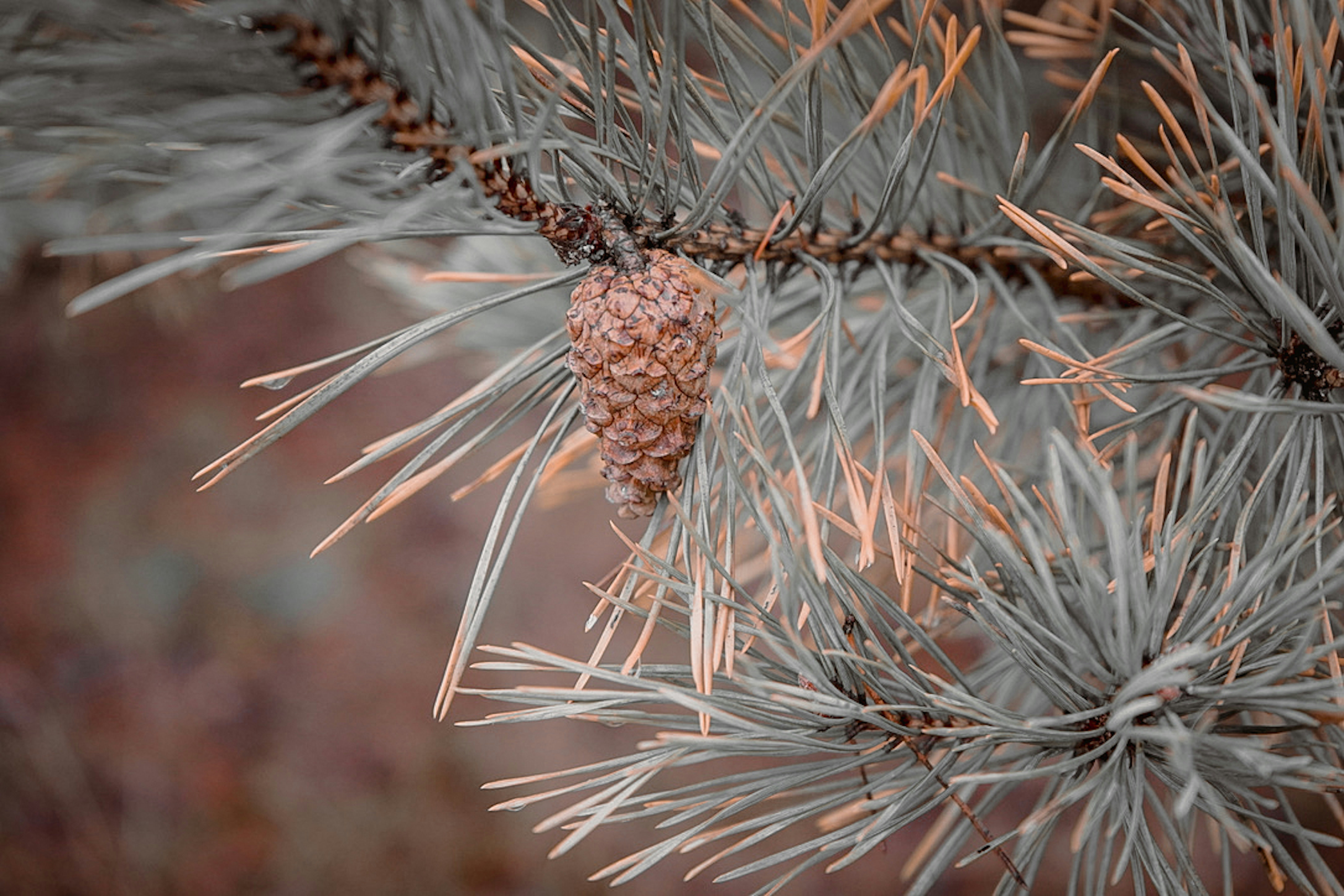 Photo by igorfilipnata