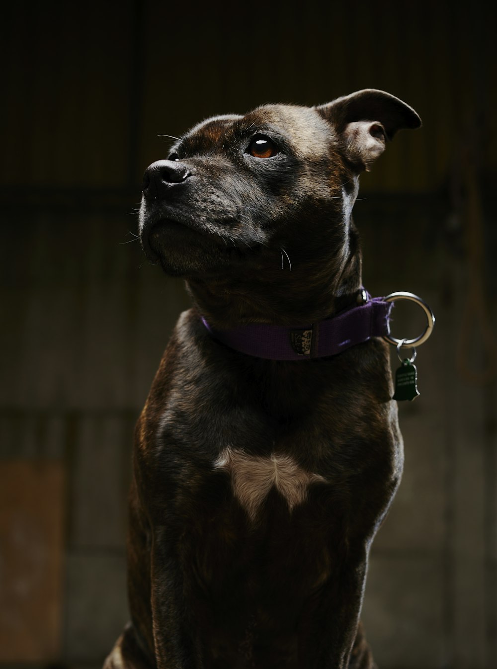 a brown and black dog with a purple collar