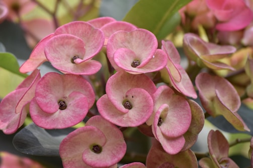 Close-up view of a cluster of pink flowers with delicate, round petals. The blooms are surrounded by green leaves, creating a natural and lush background. The petals display a gradient from soft pink to a light cream color at the edges.