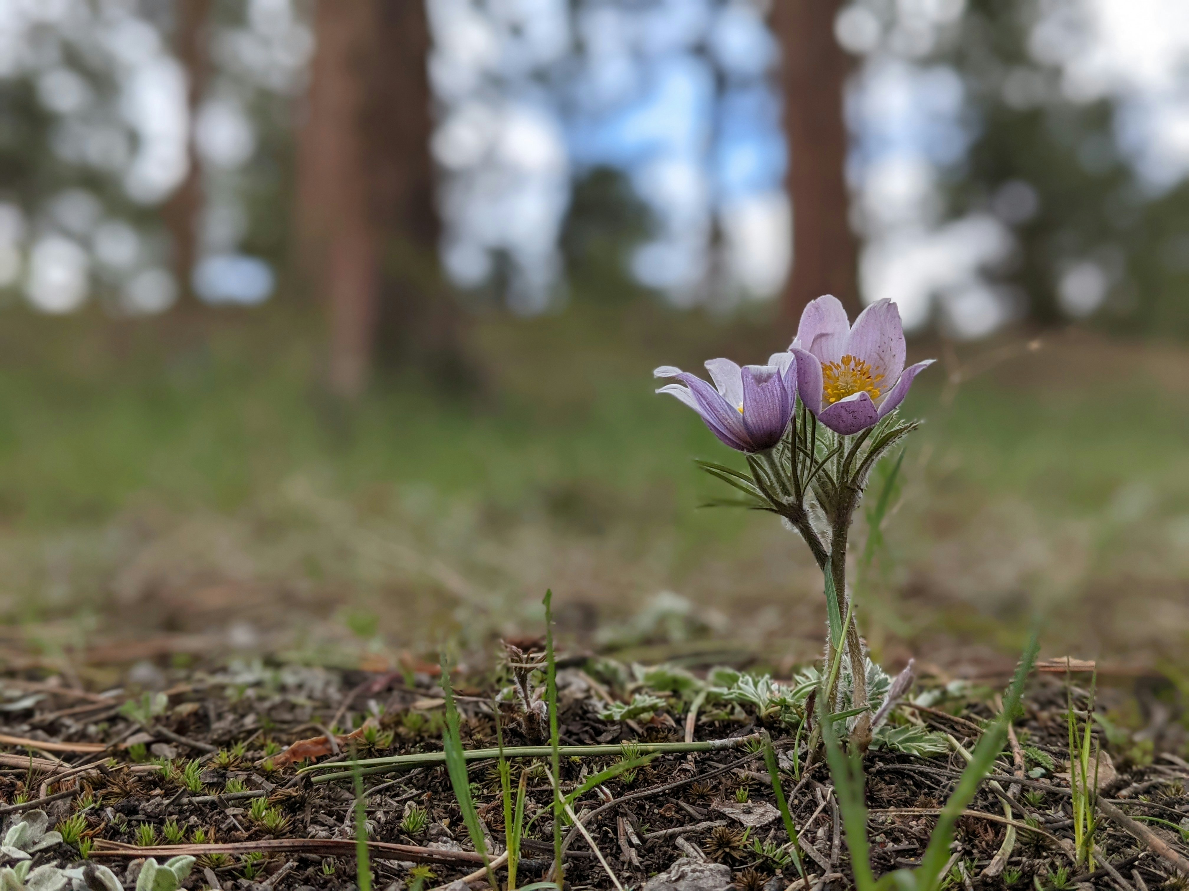 a small purple flower sitting in the middle of a forest