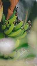 Bunches of fresh ripe bananas hanging in a tropical farm setting.