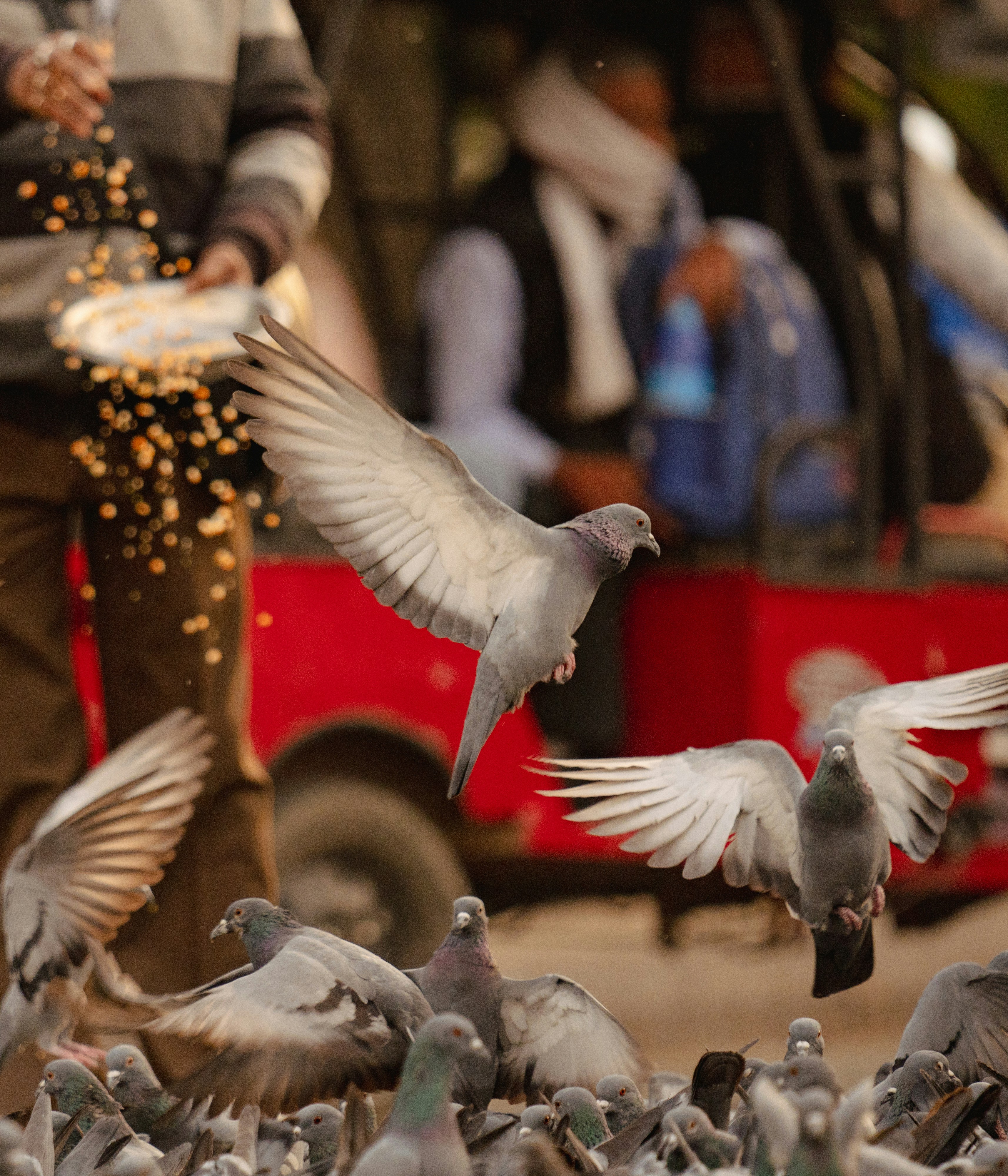 a flock of birds standing on top of a street