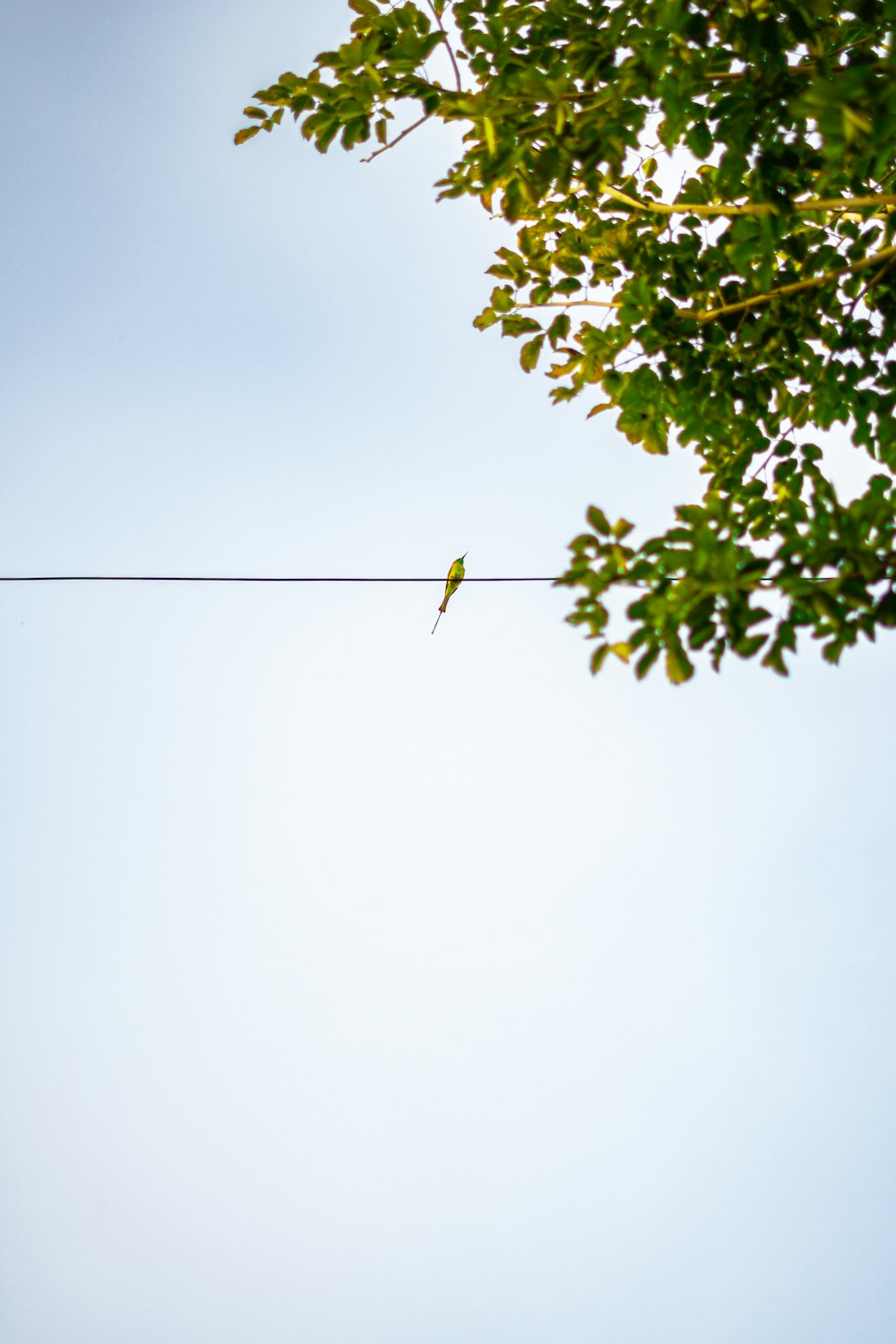 a bird sitting on a wire with a tree in the background