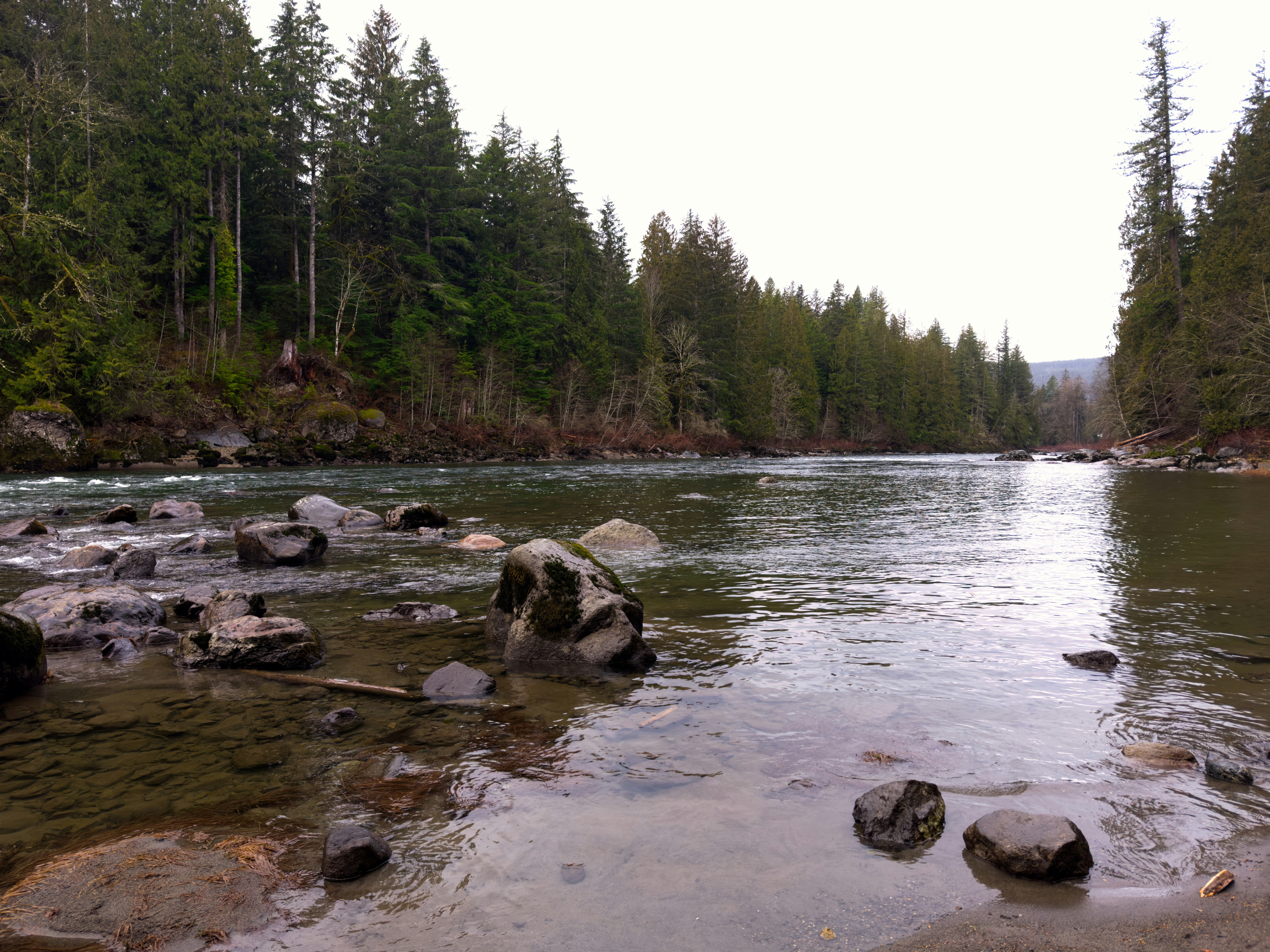 a river running through a forest filled with lots of rocks