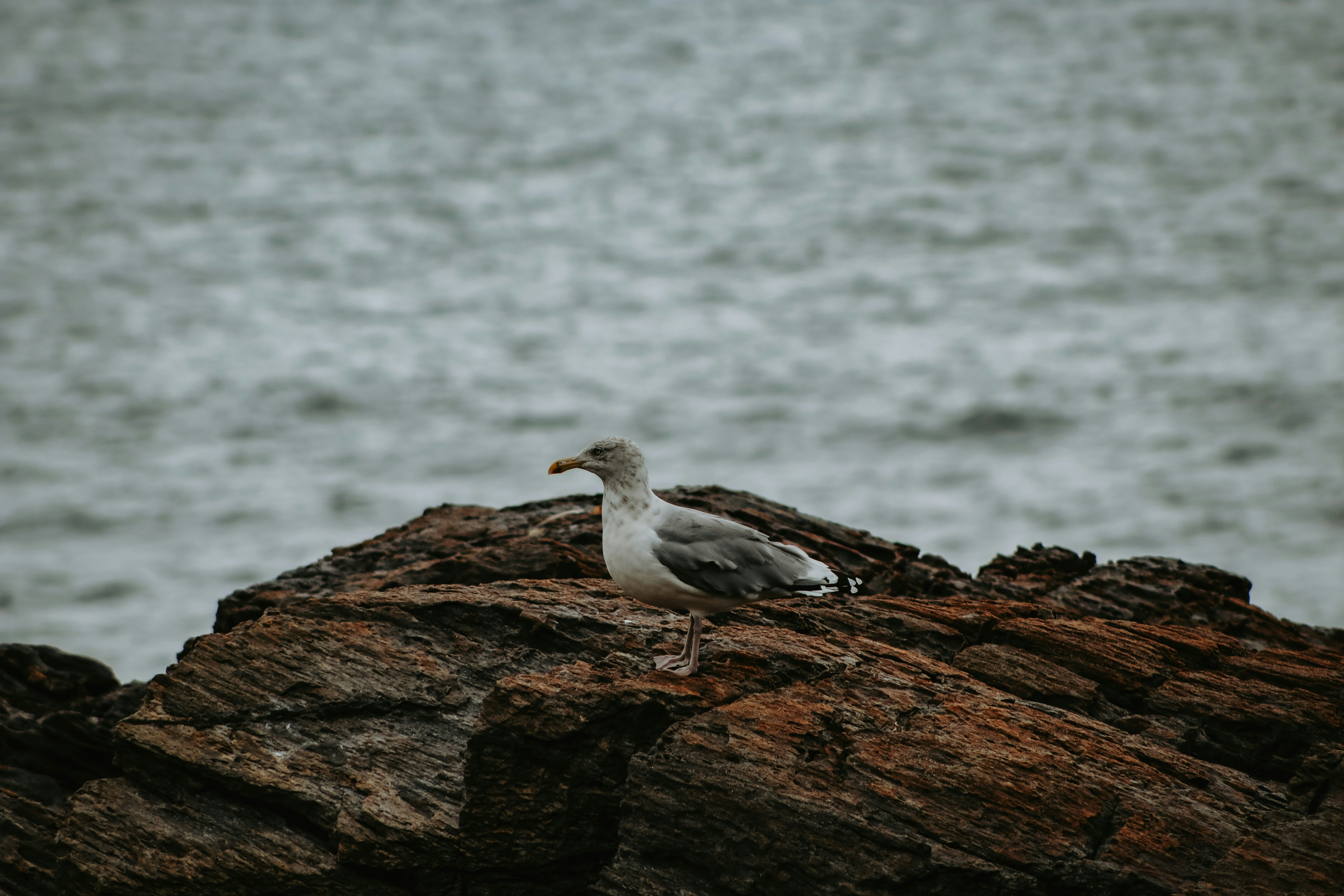 Photo by trinblowers20
