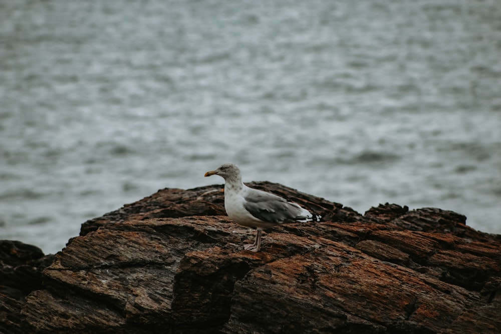 a seagull sitting on a rock by the ocean