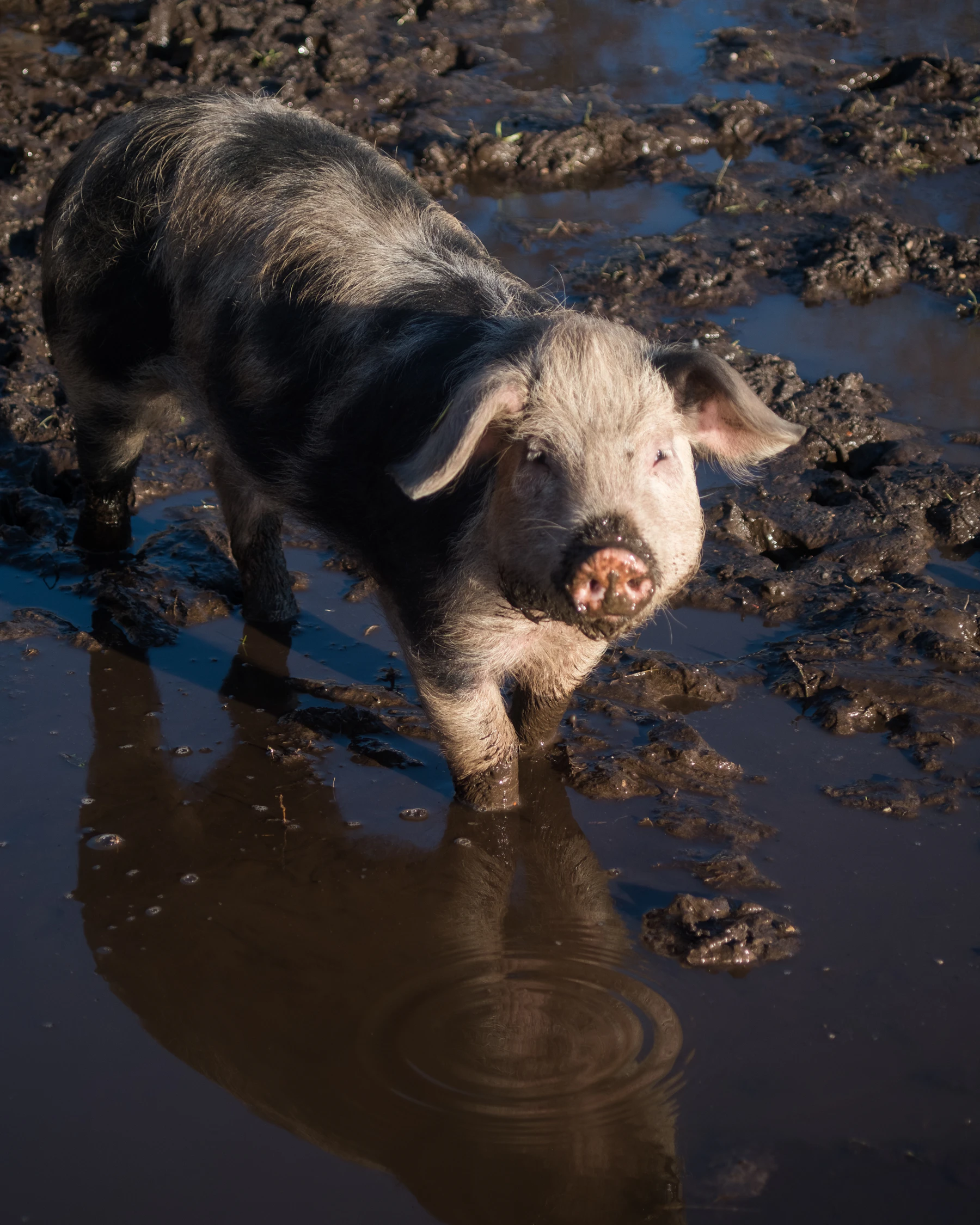 A spotted pig standing in a muddy wallow, its reflection in the water