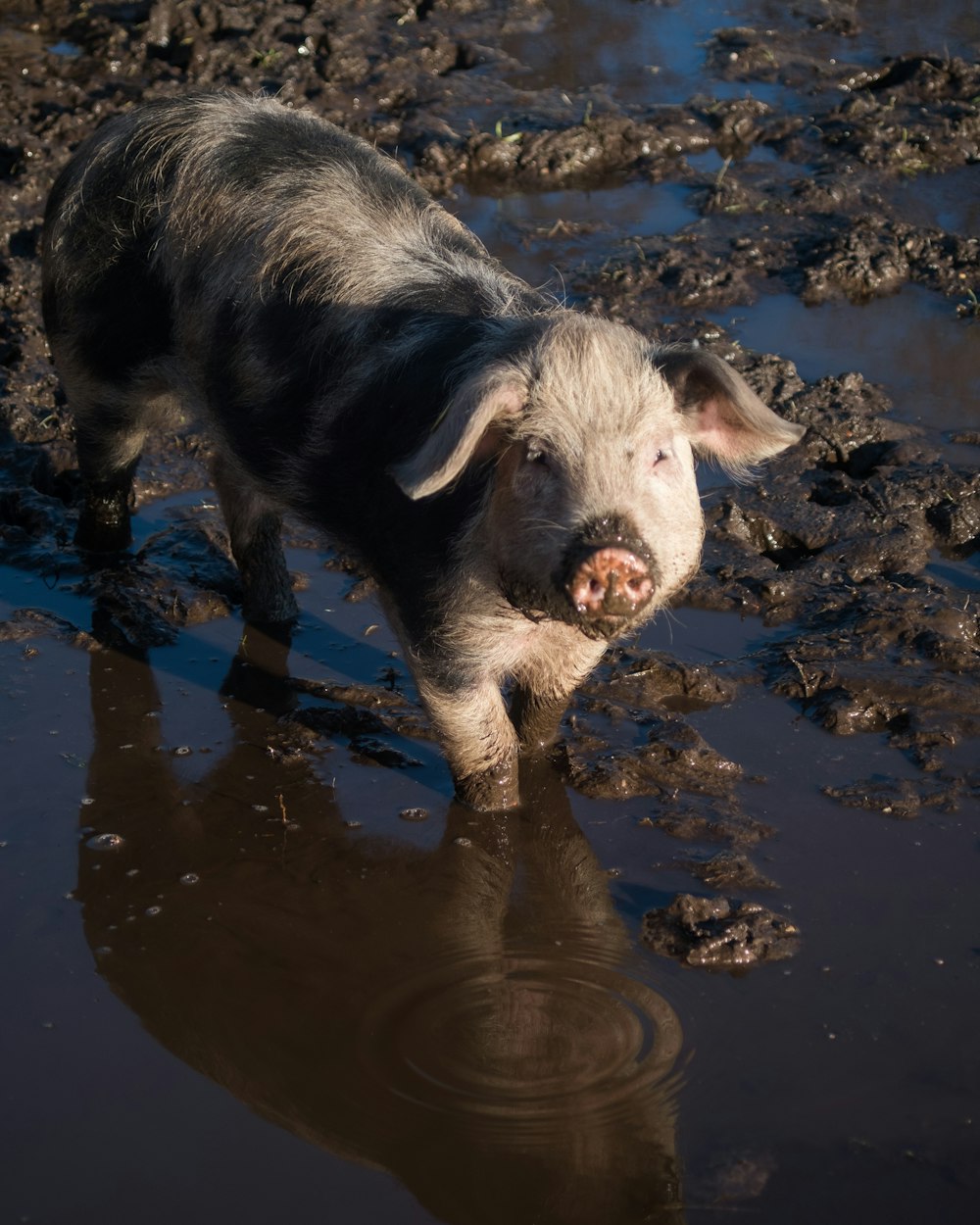 a pig standing in a muddy puddle of water