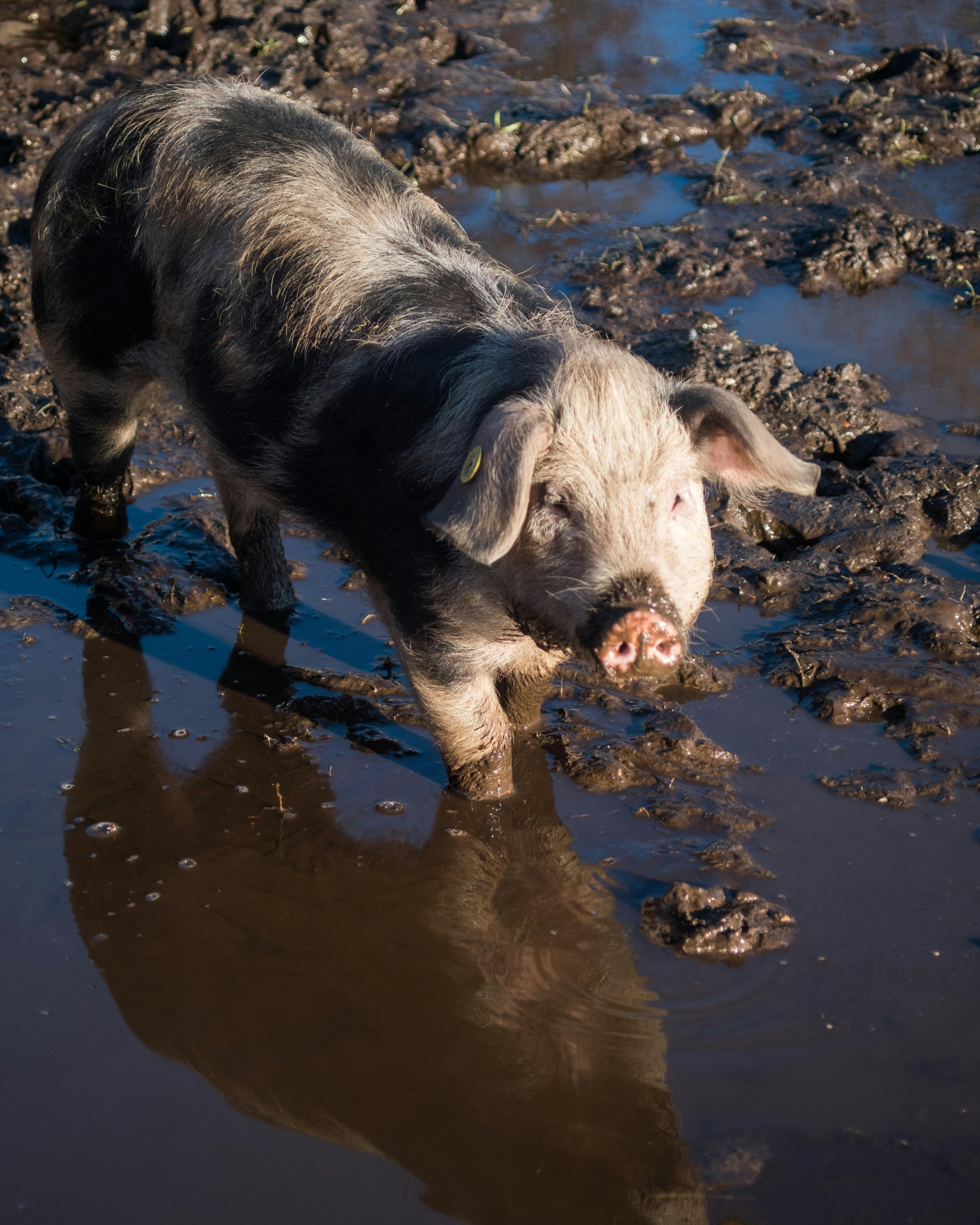 a pig standing in a muddy puddle of water