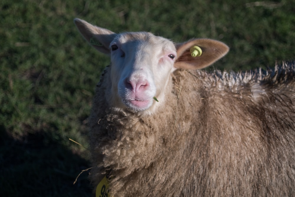 un gros plan d'un mouton avec une étiquette sur l'oreille photo – Photo  gratuite sur Unsplash