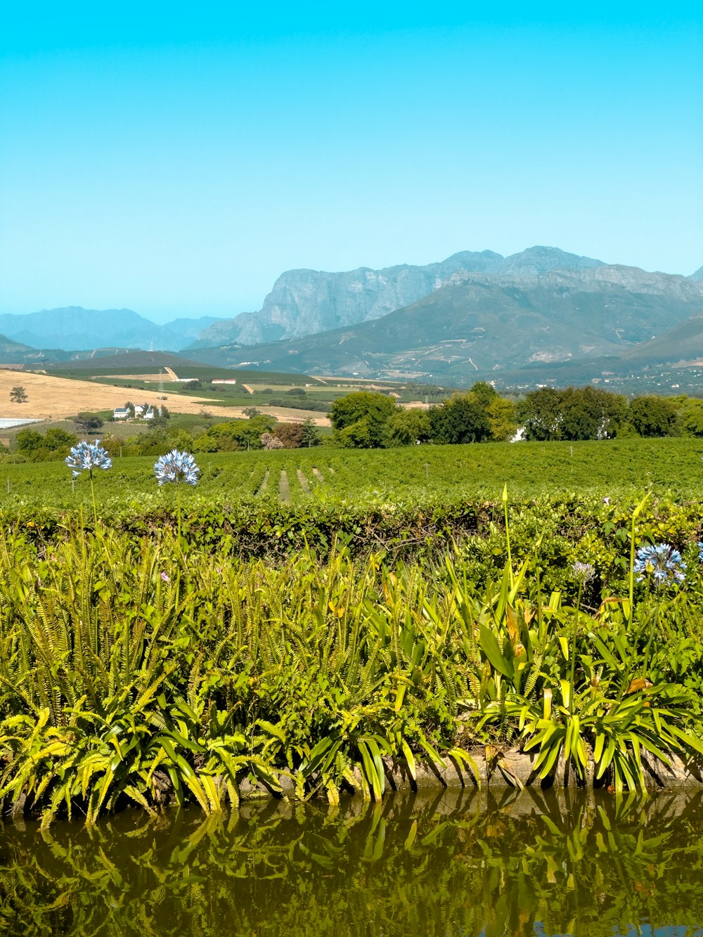 a view of a grassy field with mountains in the background