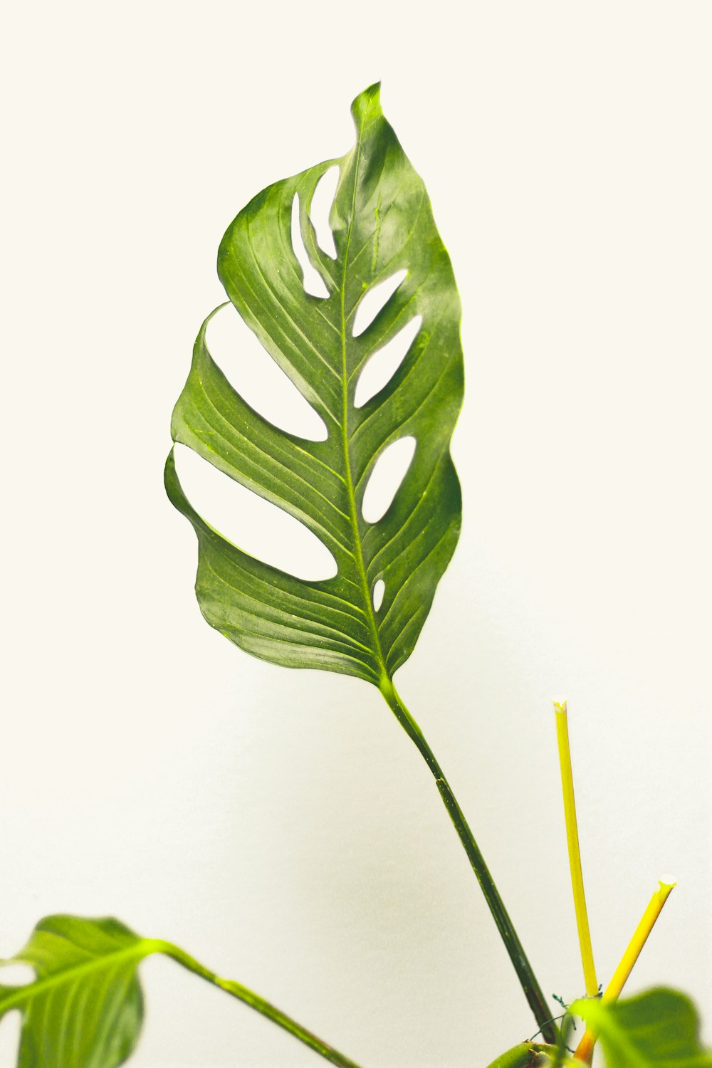 a large green leaf on top of a plant