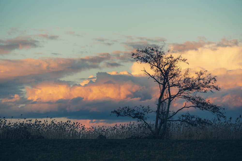 a lone tree in a grassy field under a cloudy sky