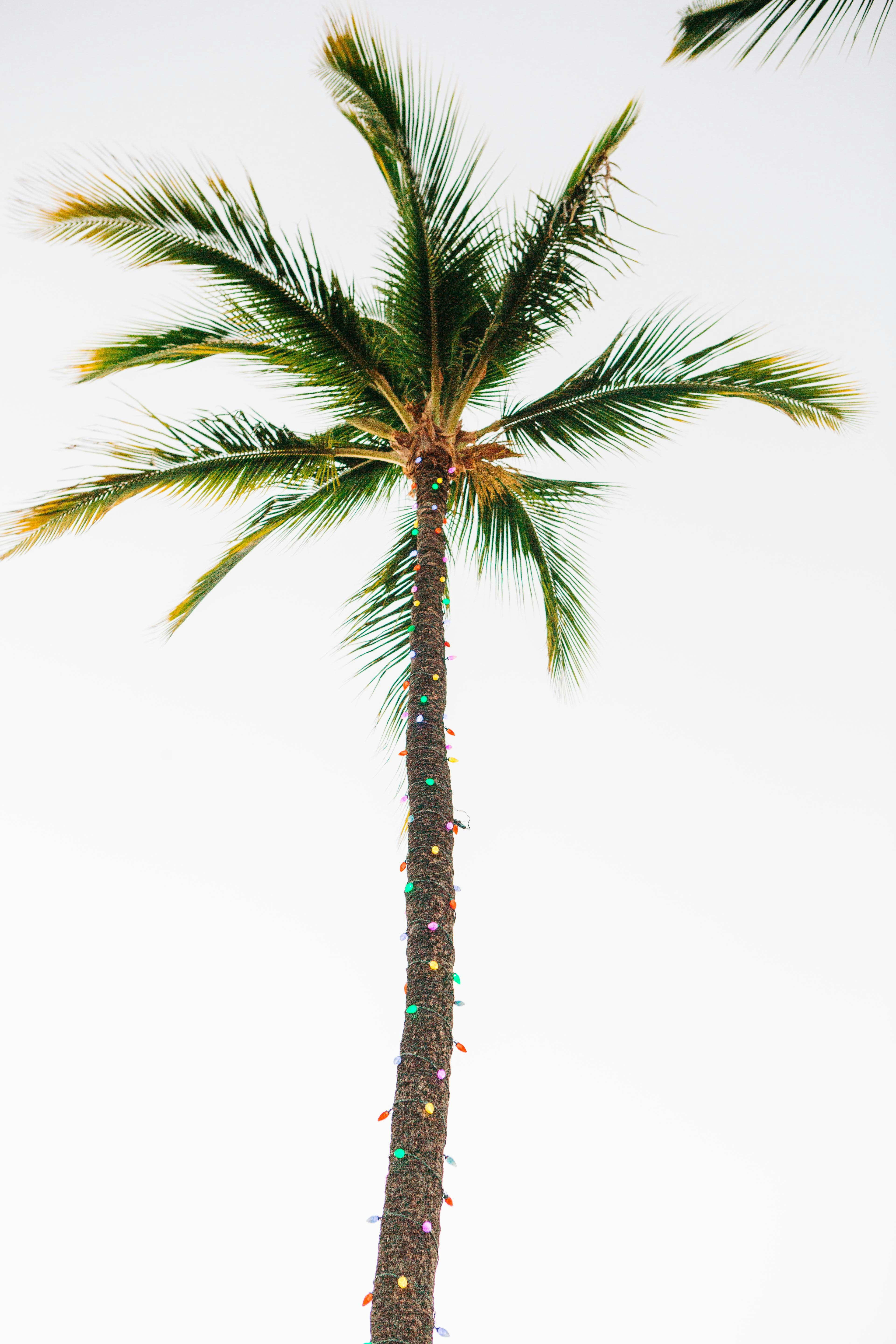 a palm tree with a bunch of lights on it