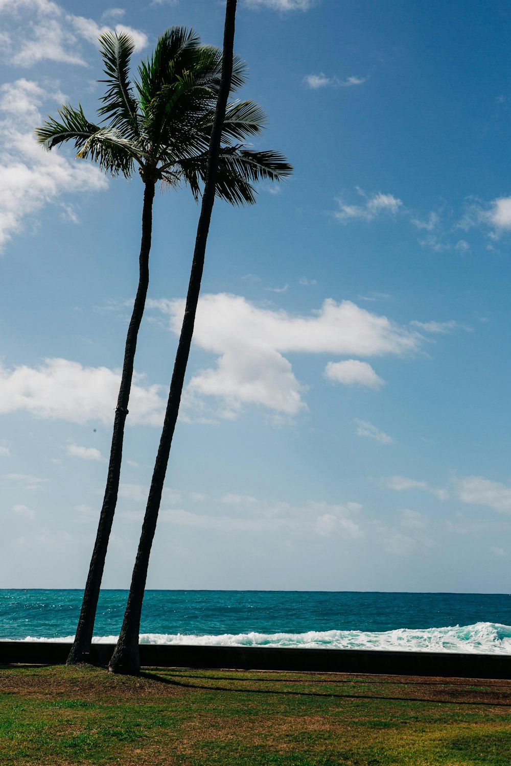 a couple of palm trees sitting on top of a lush green field