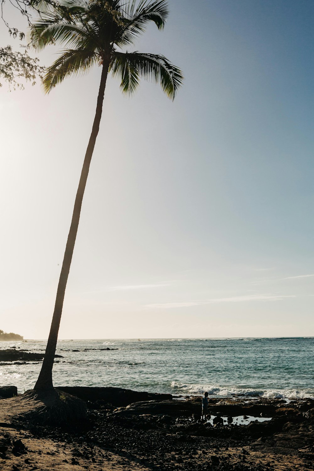 a lone palm tree on a beach with the sun in the background