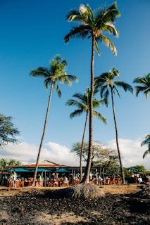 Tall palm trees sway against a bright blue sky in a tropical setting. Beneath them, a lively outdoor cafe is bustling with patrons enjoying the sunny weather. The cafe features wooden furniture and umbrellas, adding to the laid-back atmosphere. The ground is a mix of sand and volcanic rock, contributing to the exotic locale.