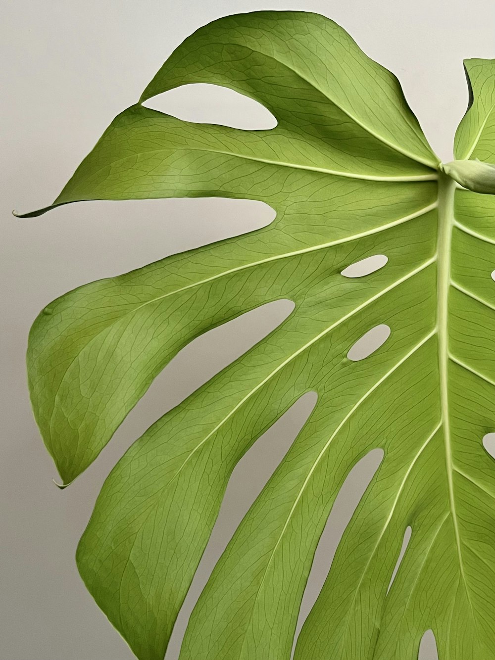 a large green leaf on a white background