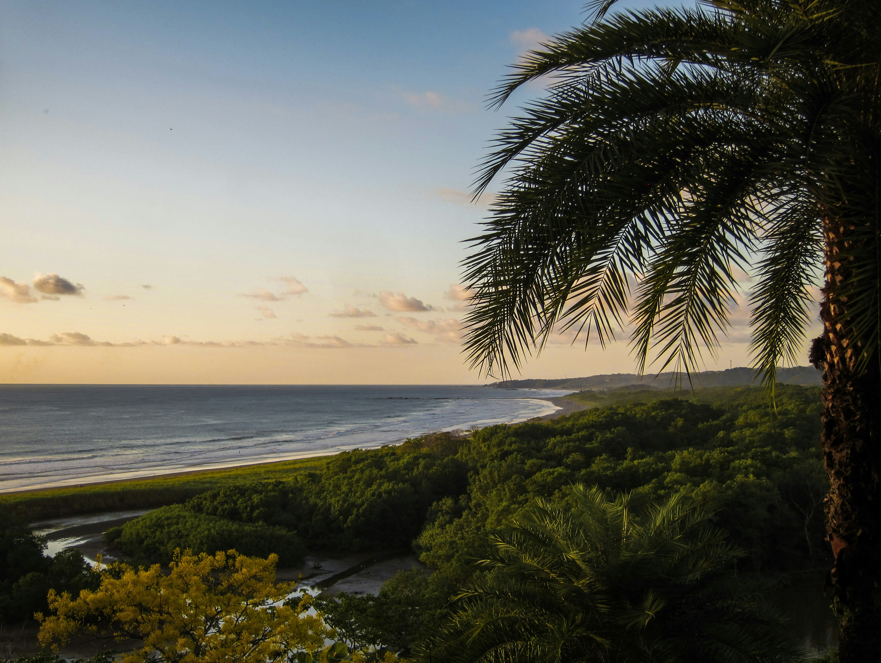 Palm tree at sunset by the beach
