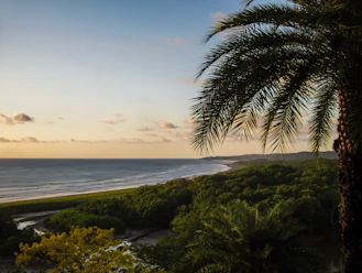 a view of a beach with a palm tree in the foreground