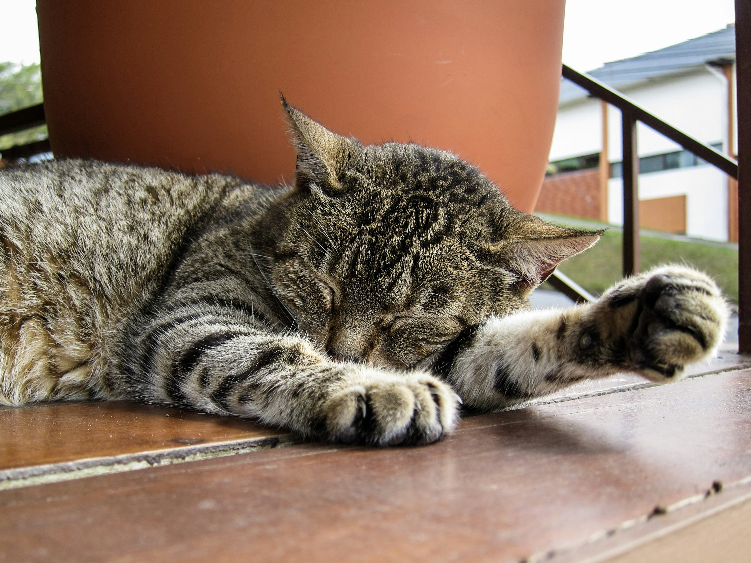 Cat Wheezing: What It Sounds Like and Why It Happens