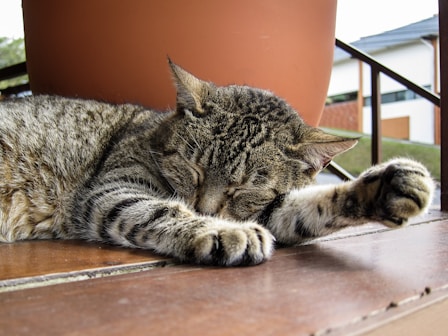 a cat laying on the ground next to a potted plant