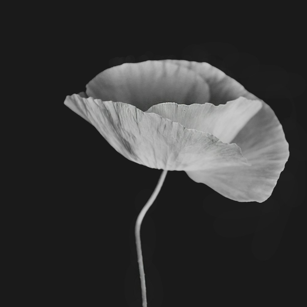une seule fleur blanche avec un fond noir photo – Photo Pétale Gratuite sur  Unsplash