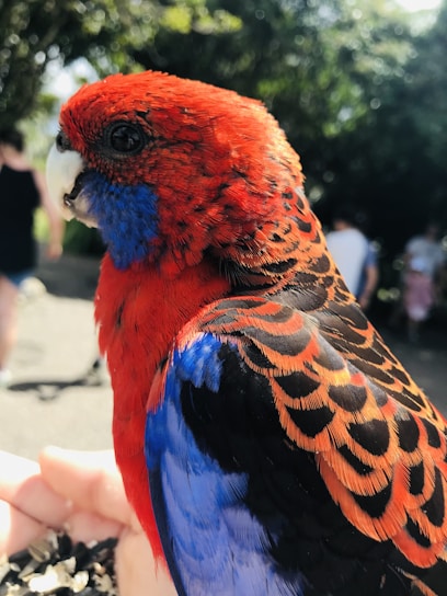 A close-up of a vibrant bird perched on a guardian's hand, symbolizing trust and protection.