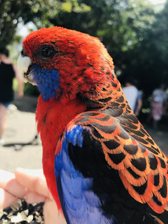 A vibrant bird perched on a hand, illustrating gentle communication and connection.