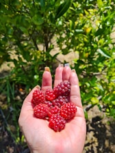 Hand holding a handful of fresh raspberries against a sunlit garden background.